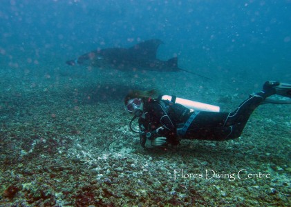 diver with manta