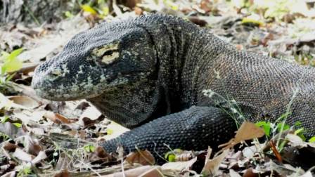 El Parque Nacional de Komodo