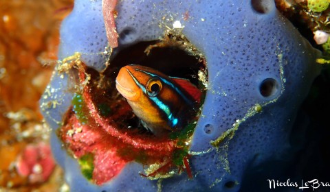 blenny