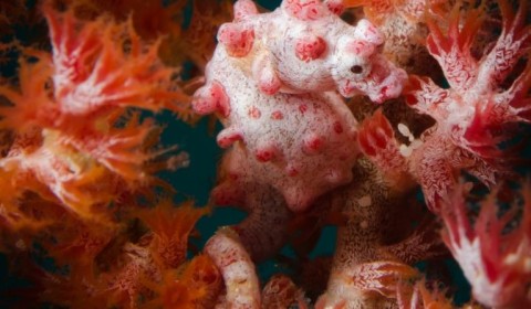 pigmy seahorse