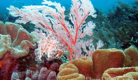 sea fan and soft coral