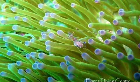 shrimp on anemone
