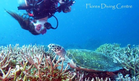 diver with hawksbill turtle