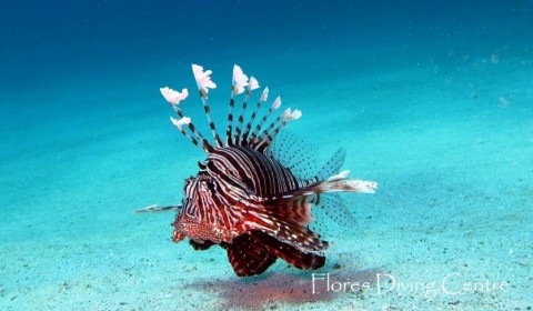 lionfish