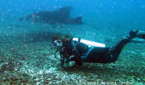 diver with manta