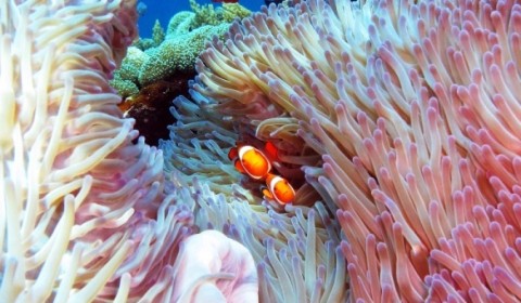 two clownfish in their anemone