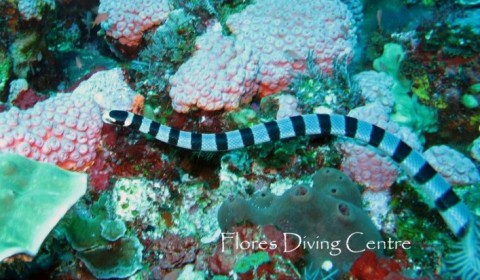 banded sea snake