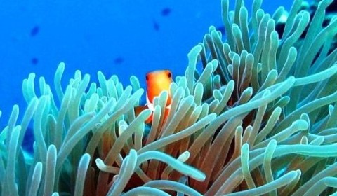 clown fish inside anemone