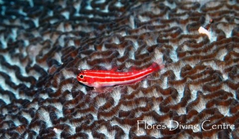 red and white blenny