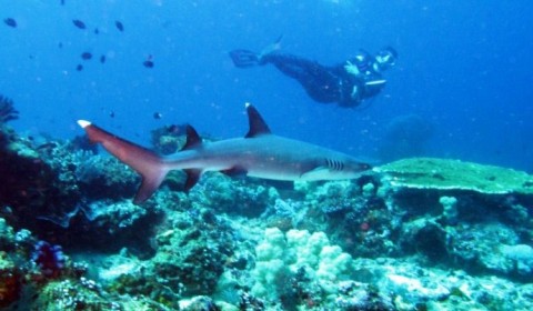 whitetip reef shark with diver on the background