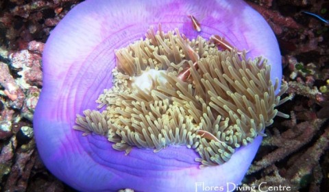 purple anemone with clownfish