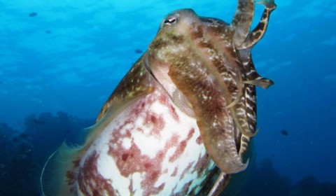 broad club cuttlefish