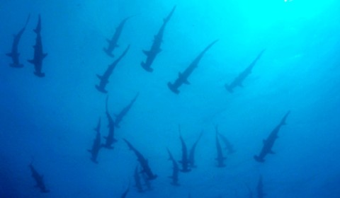 hammerhead sharks