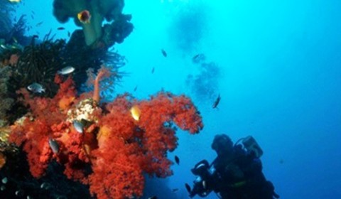 red soft coral with photographer