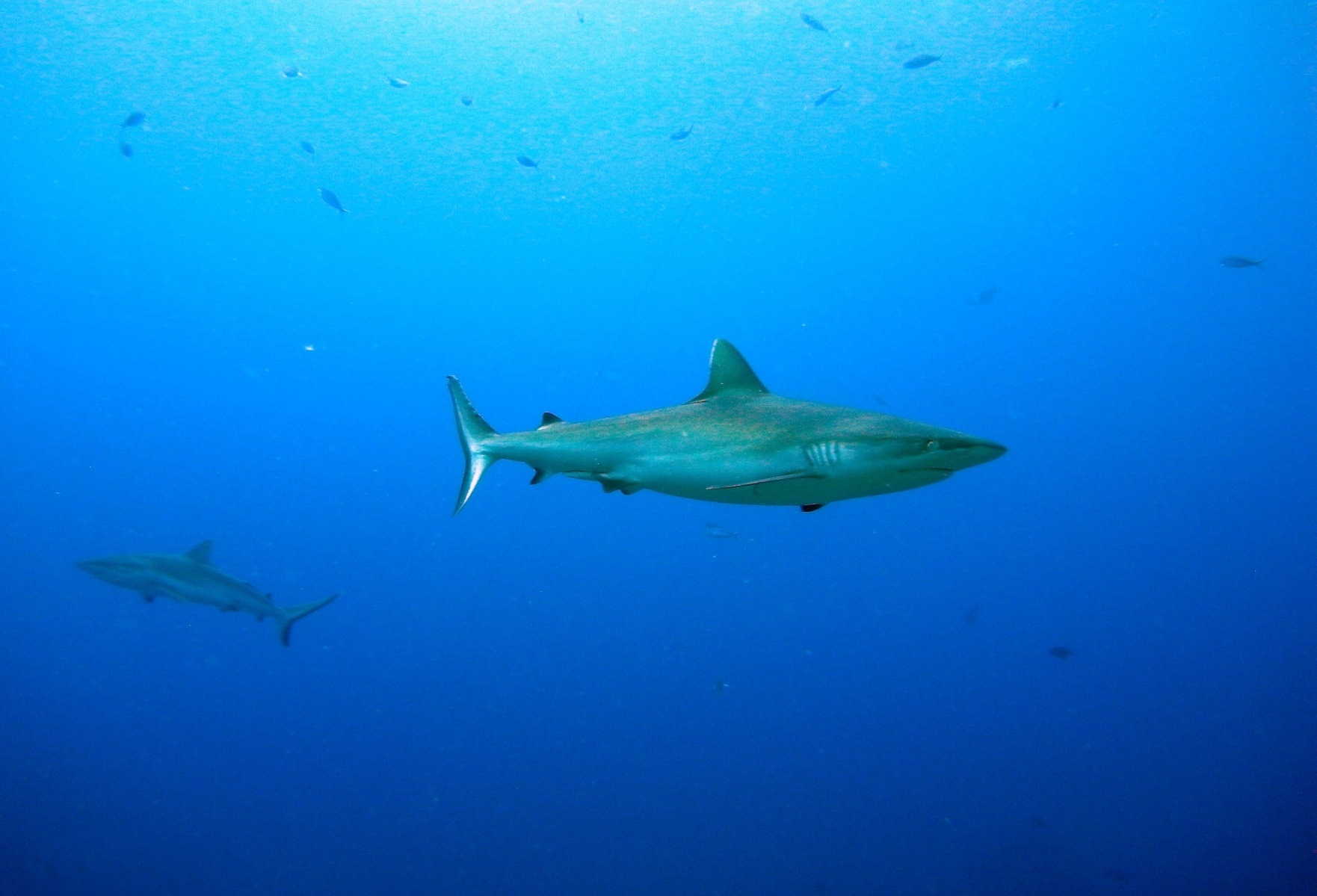 grey shark in komodo national park