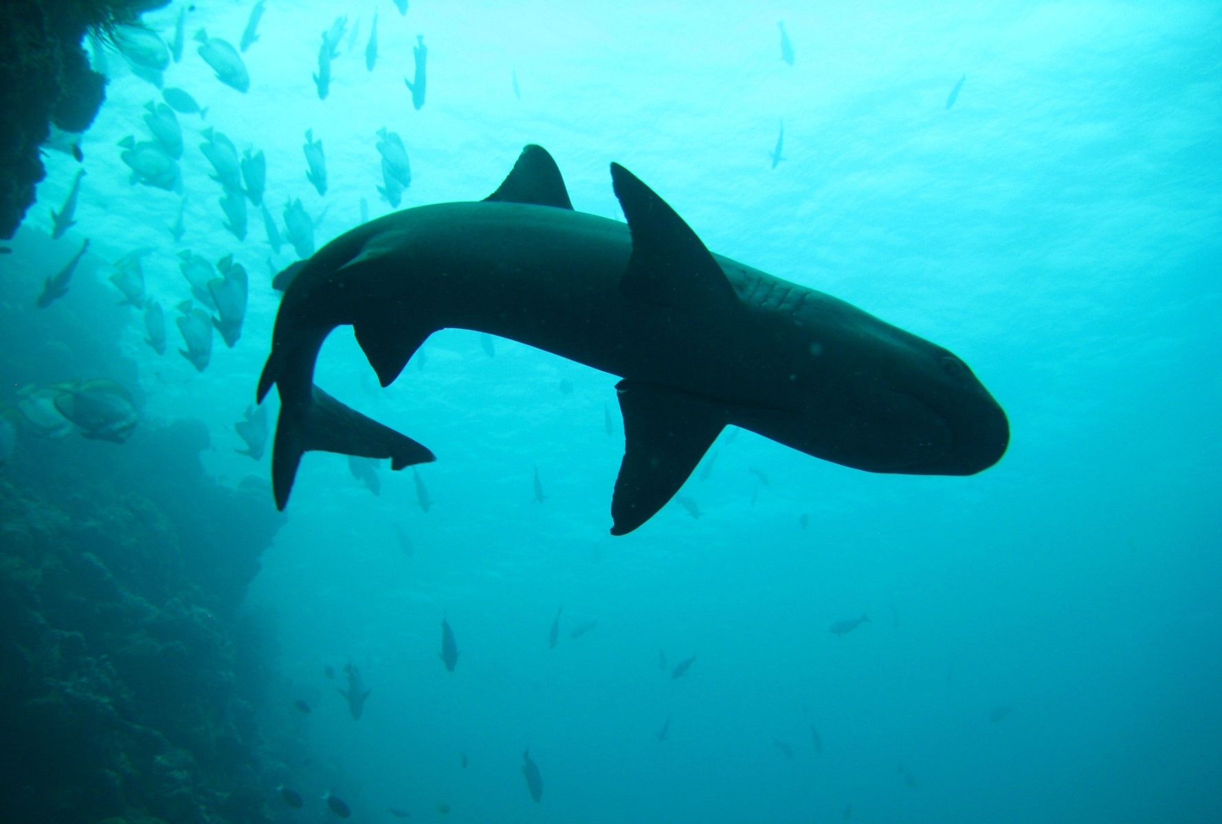 whitetip shark in komodo national park