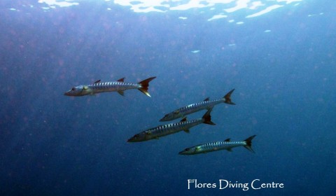 schooling barracuda