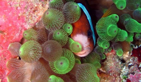 Clark's anemone fish