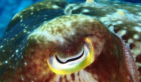 cuttlefish eye