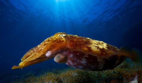 cuttlefish