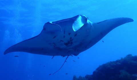 dive trips to komodo