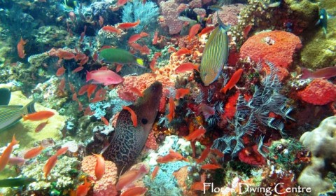 moray eel