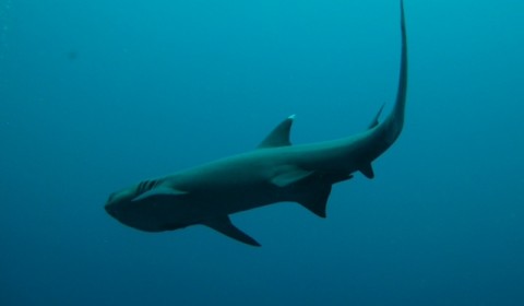 whitetip shark in the blue