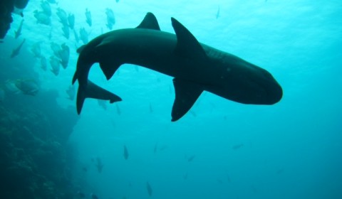 whitetip shark from below