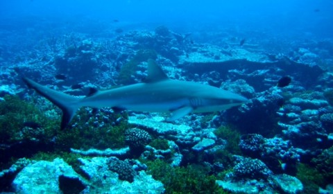 whitetip shark swimming