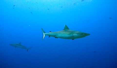 two gray reef sharks