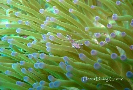 dive sites: tatawa besar