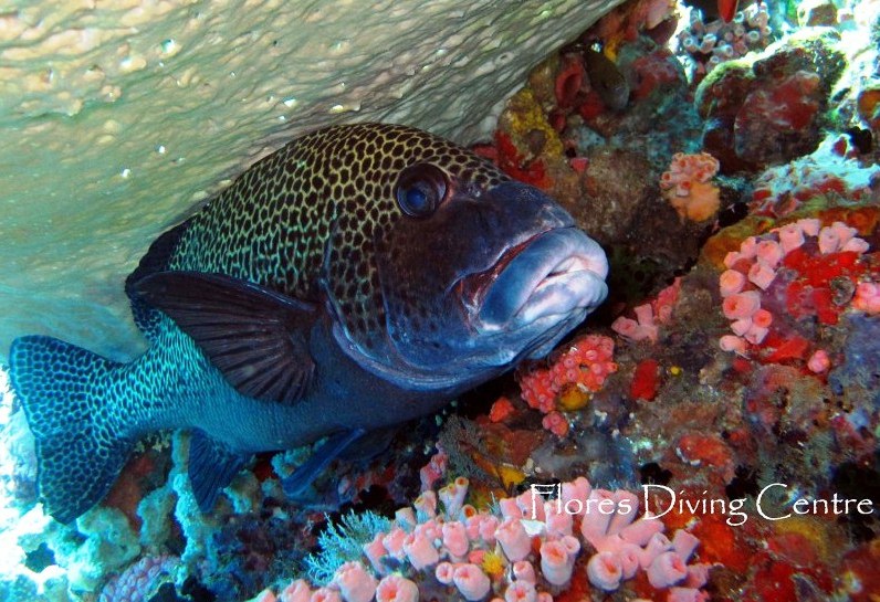 dive sites: siaba kecil