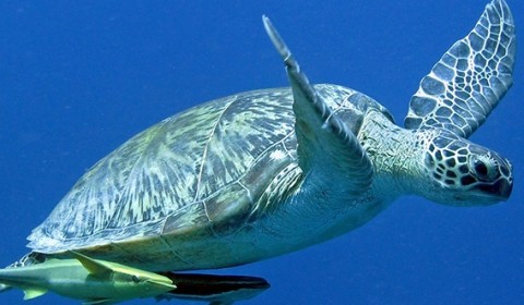 green turtle swimming