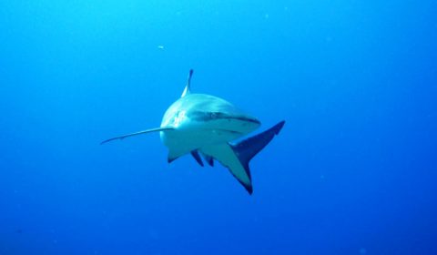 black tip shark