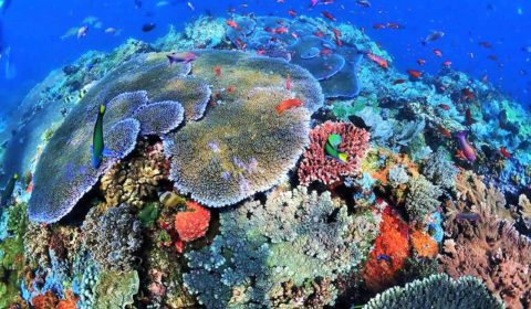 coral reef