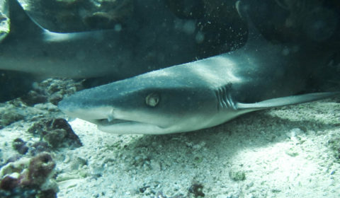 Top things that you need to know before diving with reef sharks in Komodo National Park.