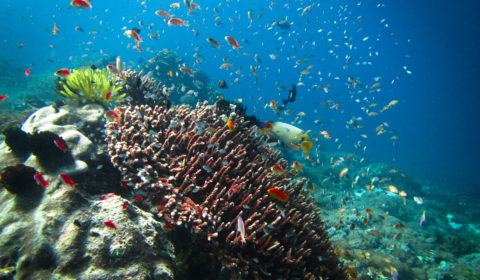 Plastic pollution in the ocean is a huge problem that is affecting the waters and marine life within.