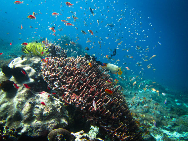 Plastic pollution in the ocean is a huge problem that is affecting the waters and marine life within. 