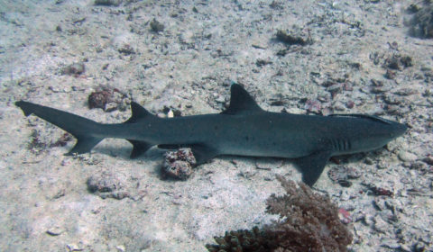 Facts about whitetip reef sharks. All the things you need to know before diving with whitetiip reef sharks.