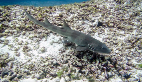 Facts about bamboo sharks. All the things you need to know before diving with bamboo reef sharks,