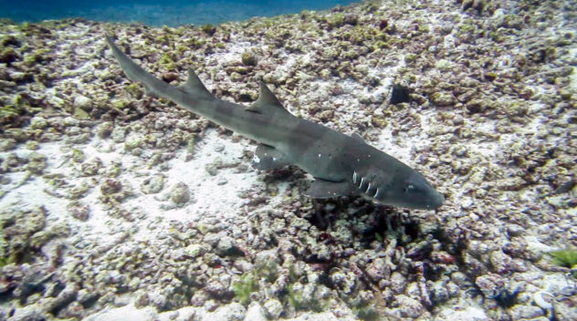 Facts about bamboo sharks.  All the things you need to know before diving with bamboo reef sharks, 