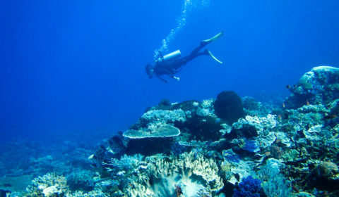 When you dive with sharks, it is best to descend as quickly as possible as shown by this diver.