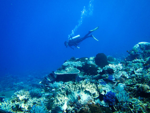 When you dive with sharks, it is best to descend as quickly as possible as shown by this diver. 