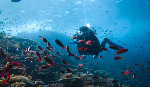 Diving in Komodo National park a truly amazing experience. Komodo is one of the top dive sites in the world and is a must visit for most divers.