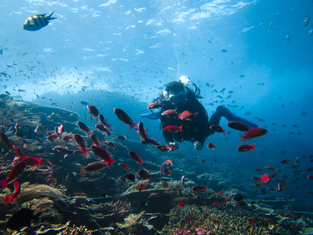 Diving in Komodo National park a truly amazing experience. Komodo is one of the top dive sites in the world and is a must visit for most divers. 