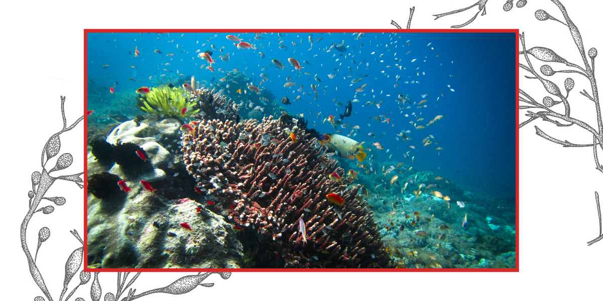 Fish ID: What You Can Expect To Find In Komodo National Park