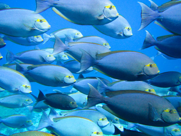 Huge shoal of surgeonfish that are often found in the North of Komodo National Park.