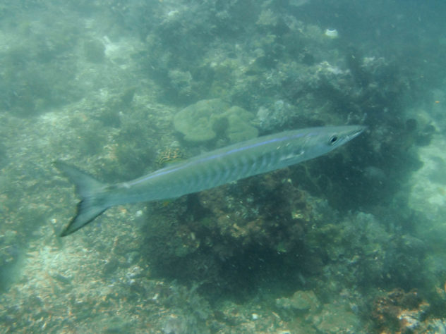 Barracuda are mostly found in the North of Komodo but there is a resident barracuda at Batu Bolong in central Komodo. 