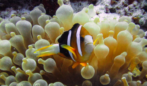 Clownfish are one of the most common finds in Komodo National Park. If you come across an anemone, you know that a clownfish is most likely to be home.