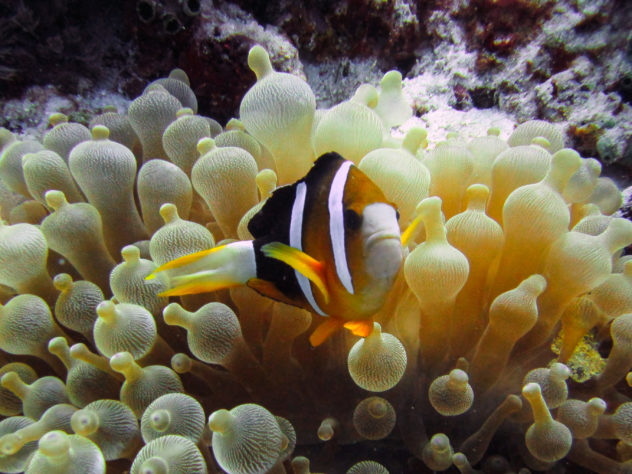 Clownfish are one of the most common finds in Komodo National Park. If you come across an anemone, you know that a clownfish is most likely to be home. 